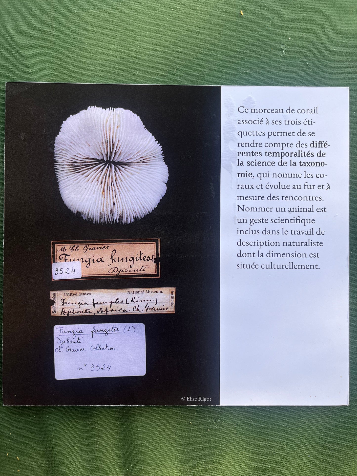 Archive vivante - Elise Rigot