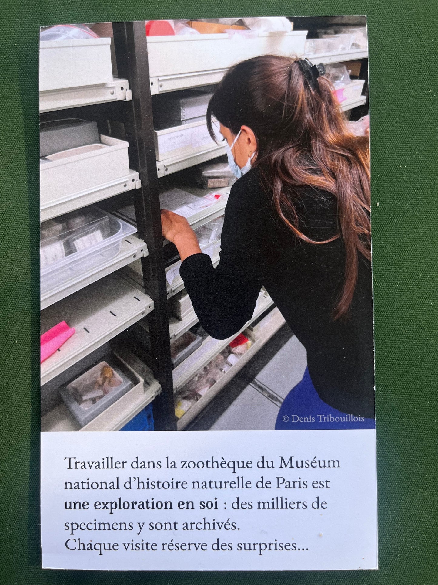 Archive vivante - Elise Rigot