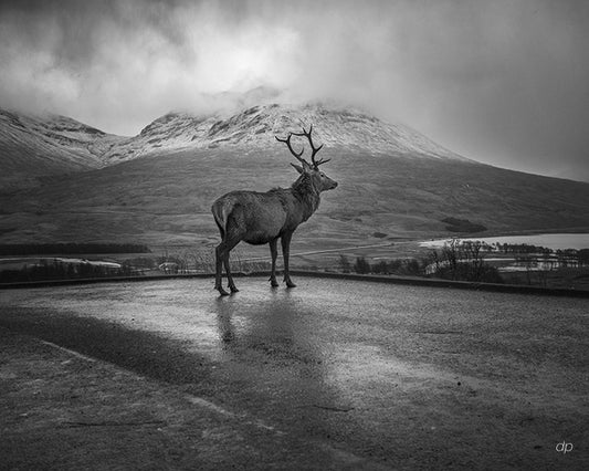 Patrice Dion - Photographie - Le Cerf