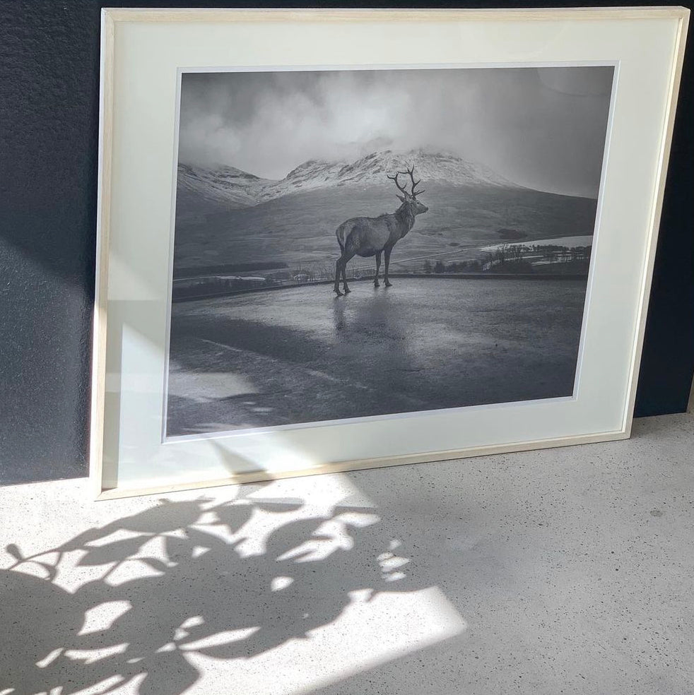 Patrice Dion - Photographie - Le Cerf