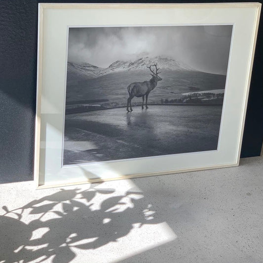 Le Cerf Patrice Dion